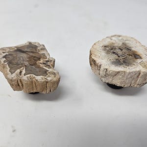 Op de afbeelding: Twee versteende houten schijven met een natuurlijk, aards uiterlijk. Het hout heeft een mix van bruine, beige en crèmekleuren, die de ingewikkelde patronen van de houtnerf laten zien. Elke schijf is op een kleine, zwarte basis gemonteerd.