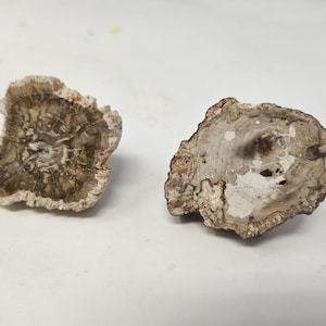 Puede incluir: Dos piezas de madera petrificada, que muestran patrones intrincados y colores naturales. Las secciones transversales revelan anillos concéntricos y variados tonos de marrón, beige y gris, ofreciendo una visión de las antiguas formaciones geológicas. Estos especímenes únicos son ideales para coleccionistas.