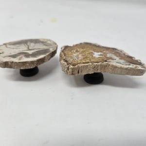 Könnte beinhalten: Zwei Schrankknöpfe aus versteinertem Holz. Die Knöpfe sind rund mit einem natürlichen Holzmaserungsmuster in Braun-, Beige- und Weißtönen. Jeder Knopf ist auf einem schwarzen Sockel montiert.