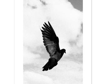 Pigeon in Flight – Minimal Black and White Wall Art – Fine Art Bird Print
