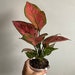 Ann Margaret Phelps reviewed Aglaonema 'Lady Valentine'