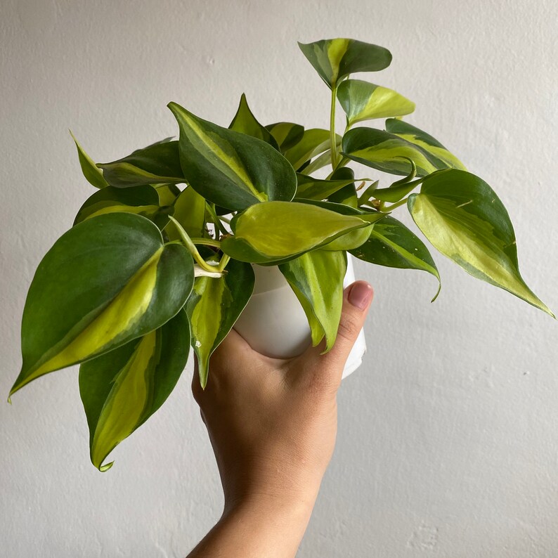 Philodendron Brasil image 3