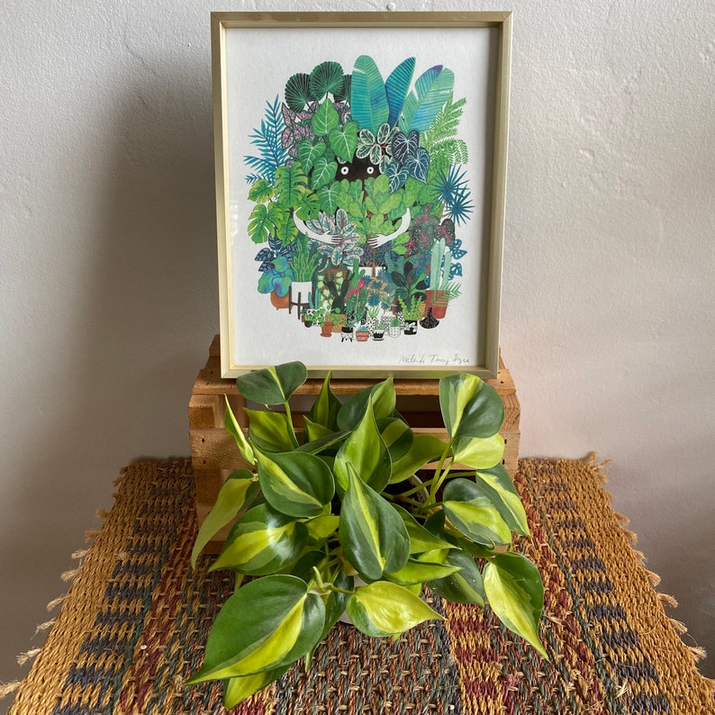 Philodendron Brasil image 4