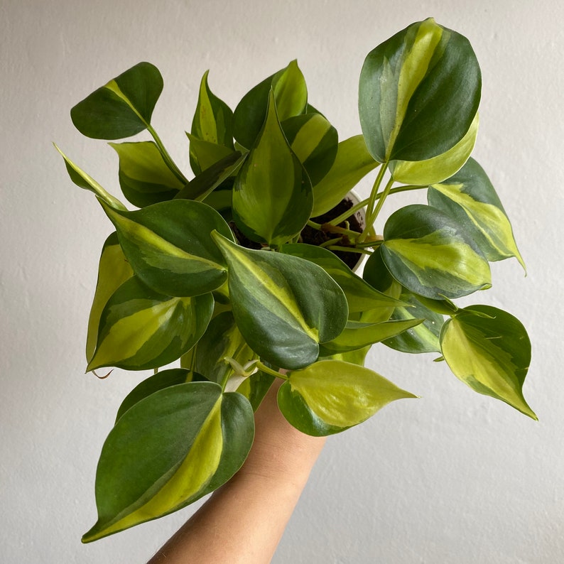 Philodendron Brasil image 2