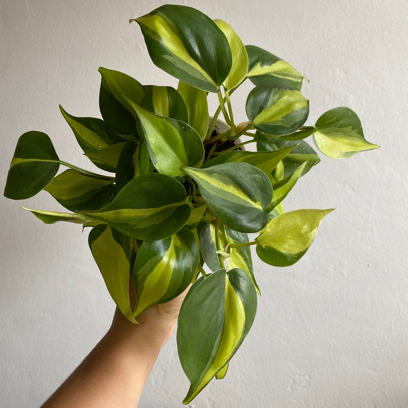 Philodendron Brasil image 1