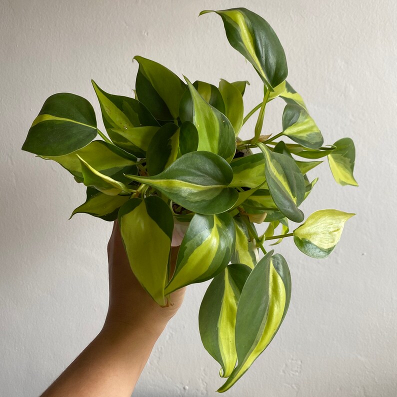 Philodendron Brasil image 0