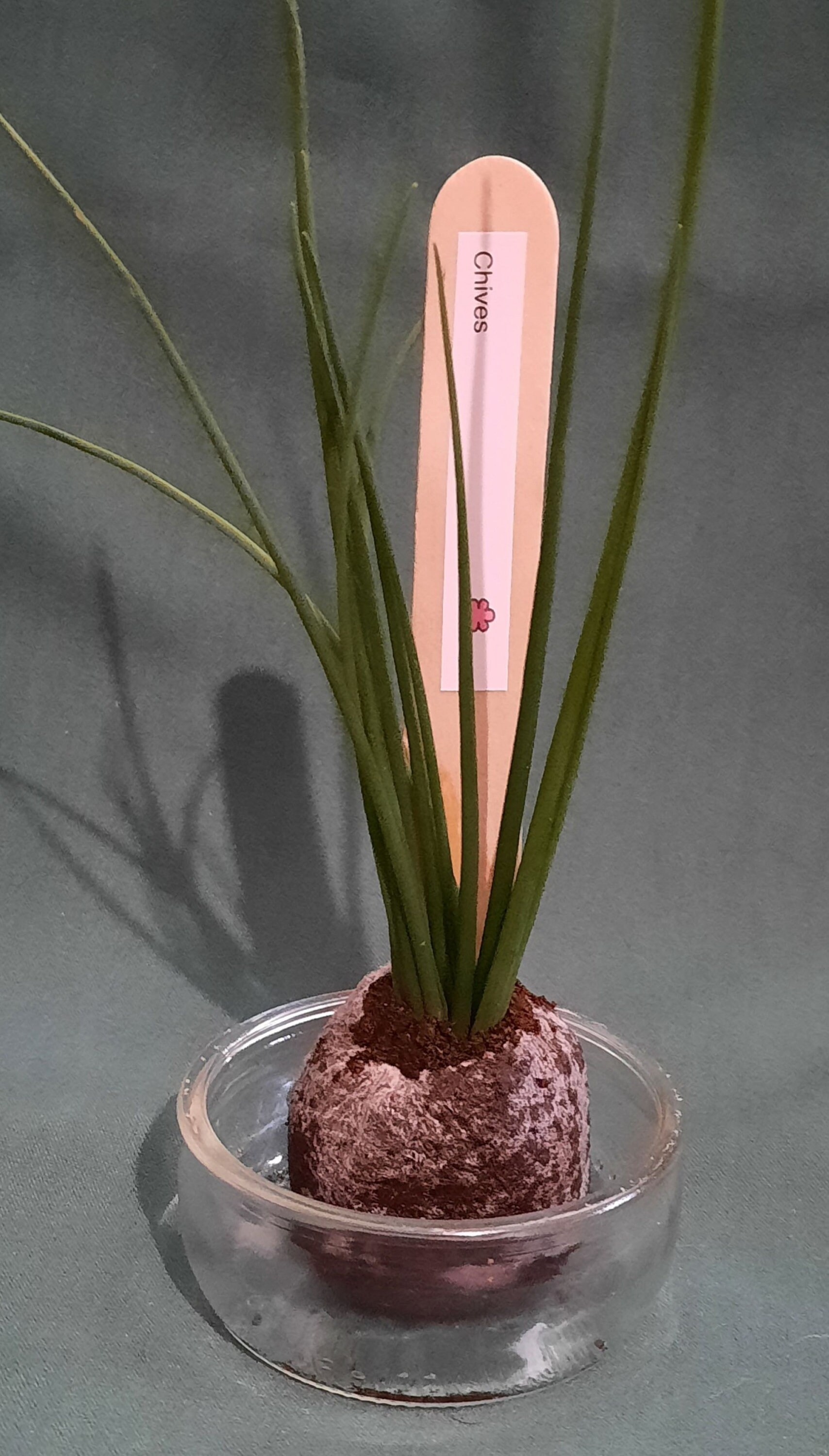 Pequeña caja de jardinería de hierbas | Etsy