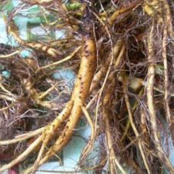 Yellow Dock Root Yellow Dock Root: Over 26 Royalty Free Licensable