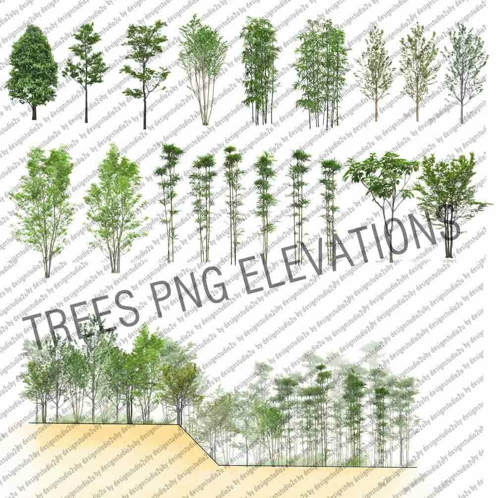 Tree Elevations PNG Landscape Architectural Graphics Clipart