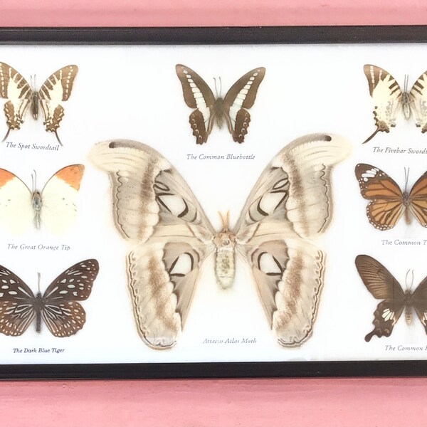 Butterfly Taxidermy Etsy