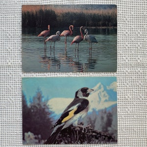 Oiseaux Deux cartes postales anciennes, nouvelles cartes postales vierges soviétiques, flamants roses et cartes postales photo Chardonneret, maison d'édition de Moscou « Planeta », 1985