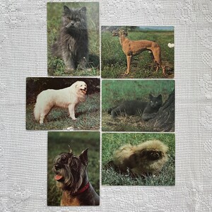 Set 6 cartoline vintage cani e gatti, gatto persiano blu, pastore slovacco, pinscher a pelo duro, hort inglese, gatto britannico, cane pechinese