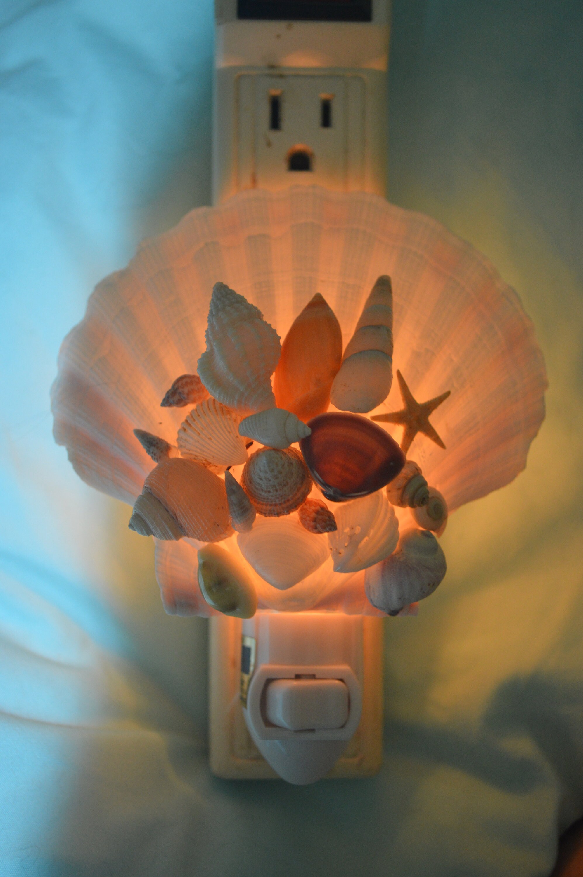 NL40 Coastal Scallop & Seashell Night Light Nightlight Etsy