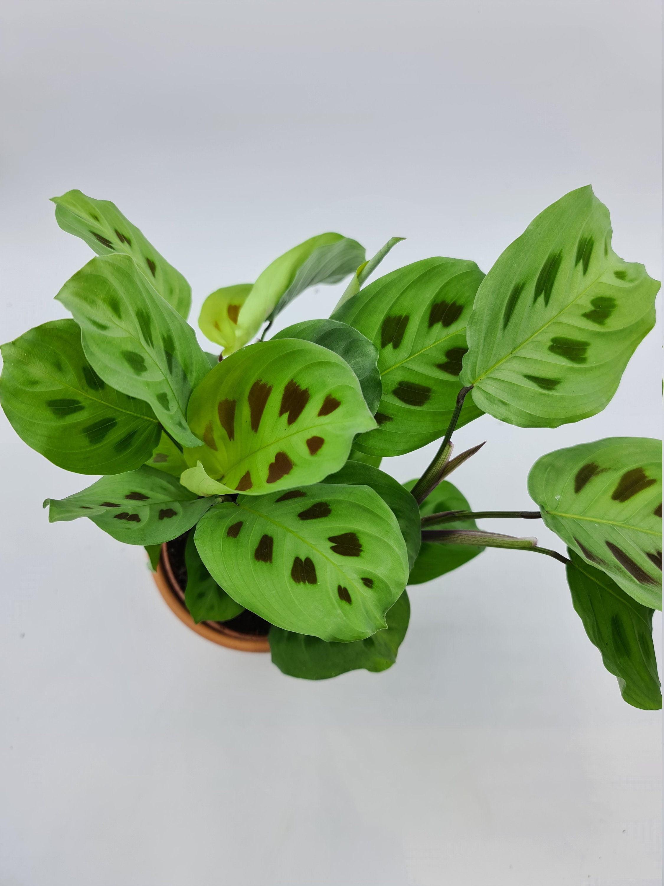 Rooted Maranta Kerchoveana Prayer Plant Cuttings Etsy