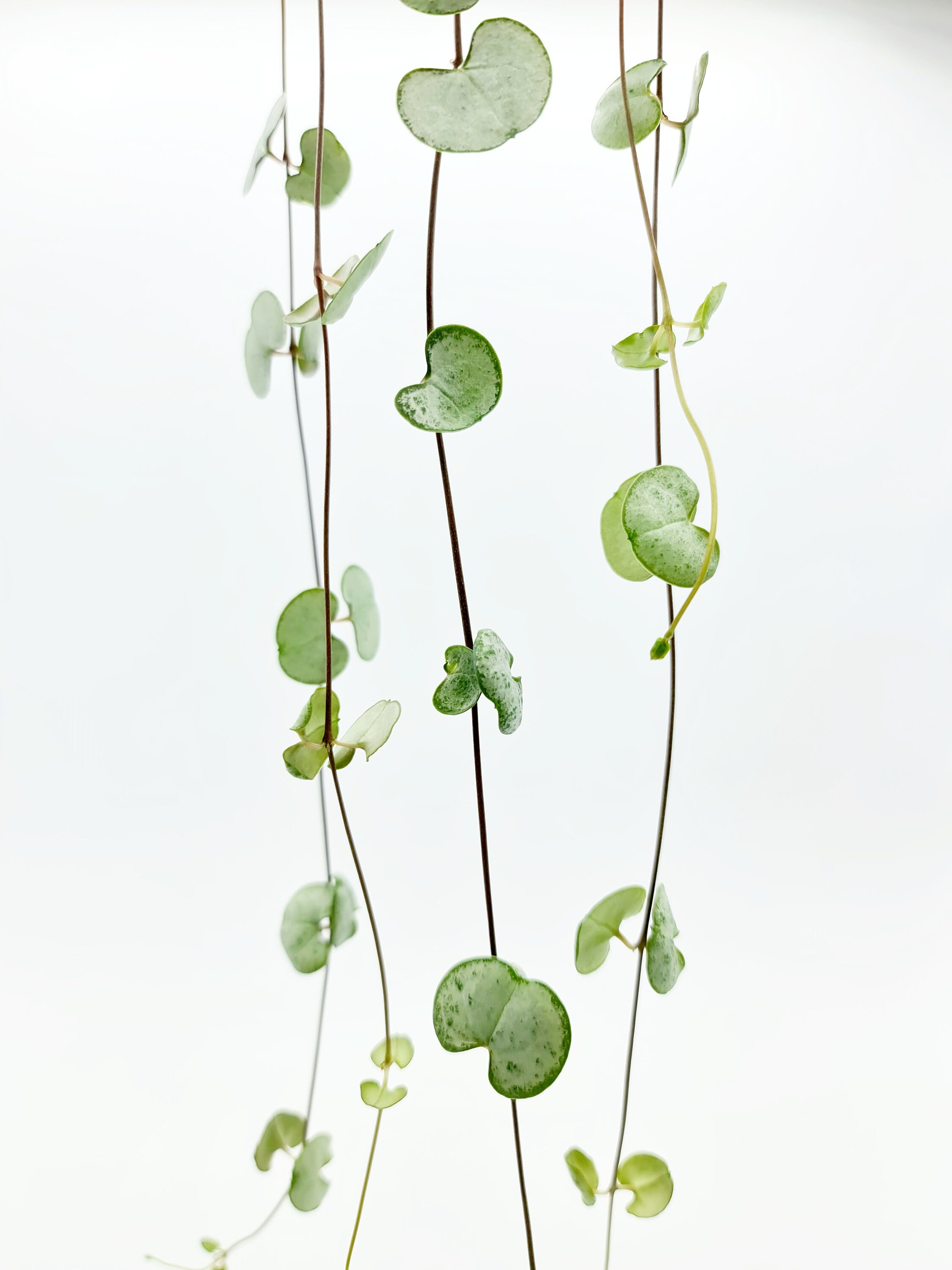 Rooted String of Hearts Silver Glory Cuttings Etsy