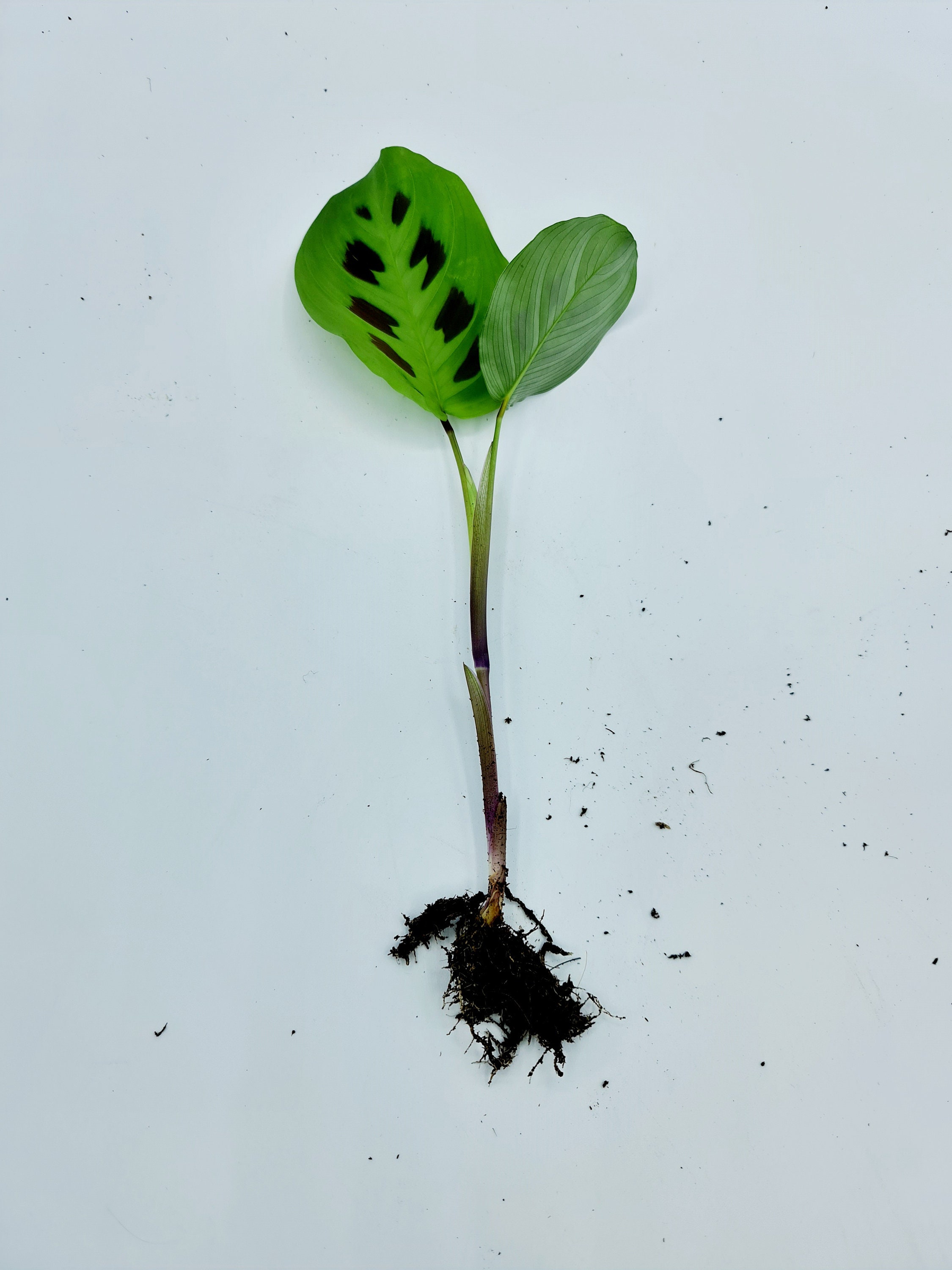 Rooted Maranta Kerchoveana Prayer Plant Cuttings Etsy