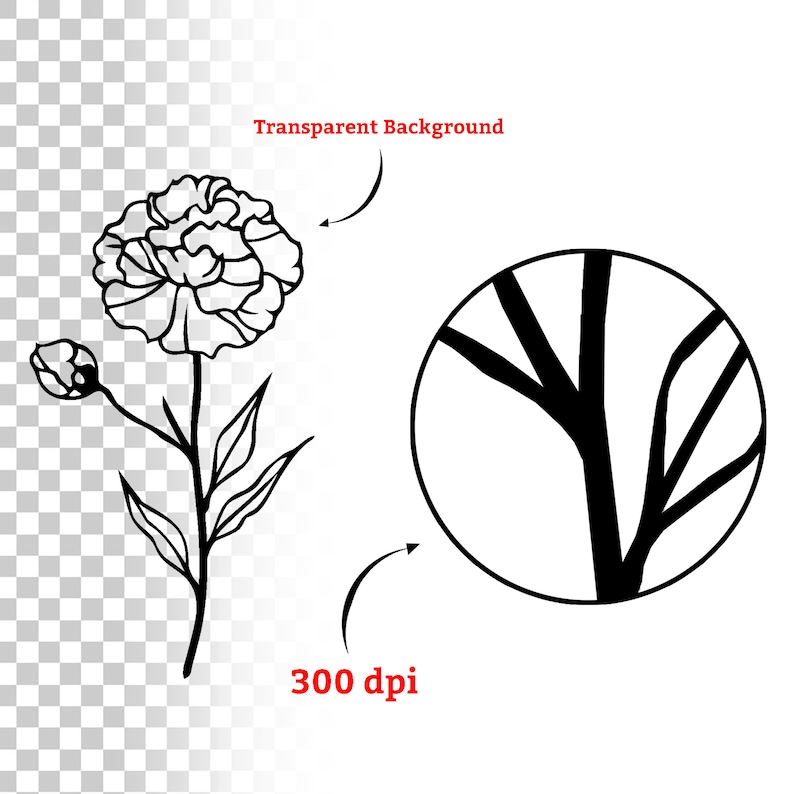 May include: Black and white line drawing of a carnation flower with a bud on a stem. The image is on a transparent background.