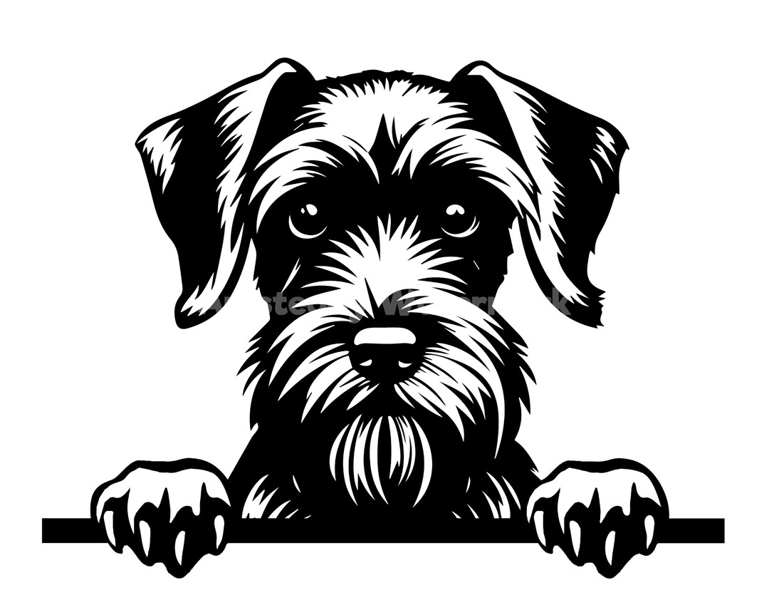 Sweat-shirt Pour Chien Schnauzer Standard - Design "Peeking Schnauzer" - Taille Regular