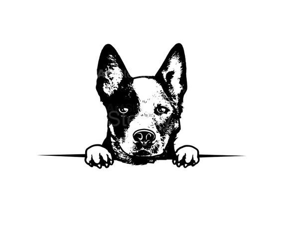 Fun Blue & Red Heeler Svg Png Pdf Dxf Bundle Peeking Aussie Cattle Dog Face Clipart for Crafts instant downloads