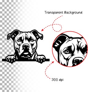 May include: Black and white illustration of a pit bull dog peeking over a surface. The dog has a serious expression and is looking directly at the viewer.