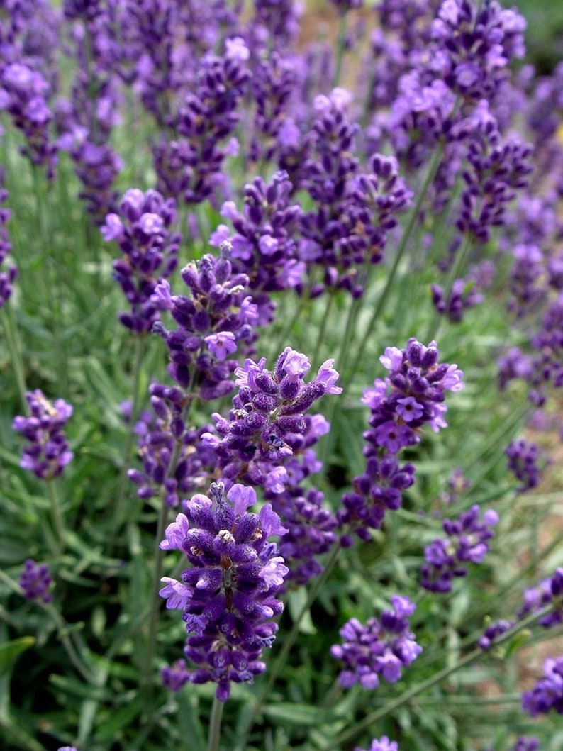 Lavender Premium Fragrance Oil for Candles Soap Incense Etsy