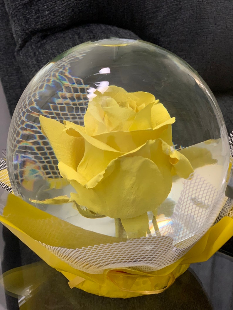 Authentic Rose Globe Real Rose Etsy