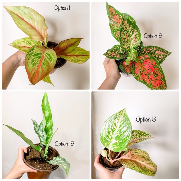 Aglaonema - Chinese Evergreen - Multiple colors - live indoor houseplants in 6”pot