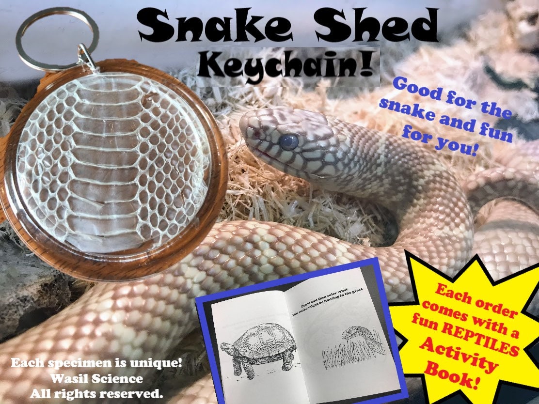 Snake Shed Keychain & Activity Book by Wasil Science - Etsy