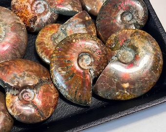 Ammonite arc-en-ciel de feu de Madagascar, fossile d'ammonite naturel brut, ammonite irisée de feu, spécimen fossile d'ammonite, escargot paléontologique
