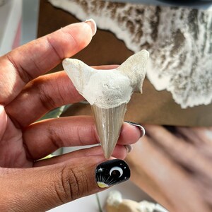 May include: A close-up of a fossilized shark tooth, a pale gray color with a pointed tip and serrated edges. The tooth is being held by a hand with black nail polish featuring a crescent moon and stars.