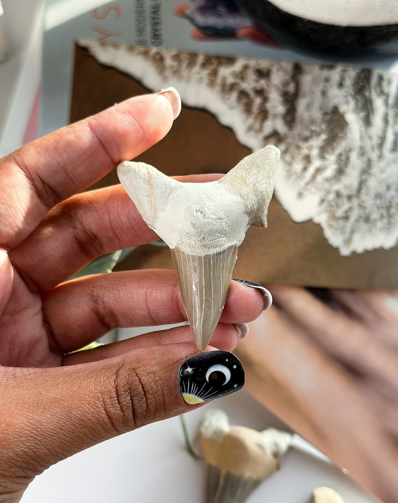 May include: A close-up of a fossilized shark tooth, a pale gray color with a pointed tip and serrated edges. The tooth is being held by a hand with black nail polish featuring a crescent moon and stars.