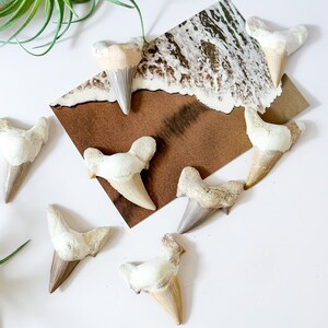 May include: A collection of eight fossilized shark teeth, arranged on a white surface with a brown paper background. The teeth are various sizes and shapes, with a white and brown color scheme.