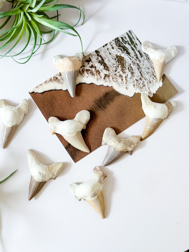 May include: A collection of eight fossilized shark teeth, arranged on a white surface with a brown paper background. The teeth are various sizes and shapes, with a white and brown color scheme.