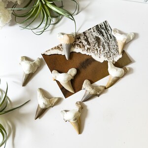 May include: A collection of eight fossilized shark teeth, ranging in size and shape, displayed on a white surface. The teeth are a light brown color with white enamel.