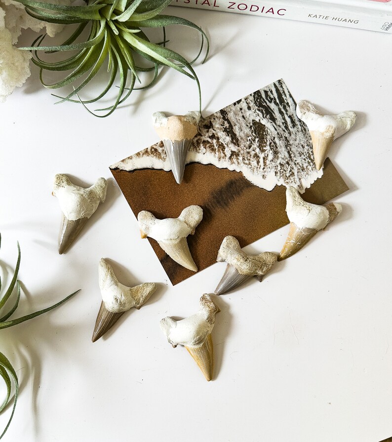 May include: A collection of eight fossilized shark teeth, ranging in size and shape, displayed on a white surface. The teeth are a light brown color with white enamel.
