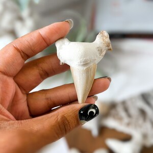 May include: A close-up of a fossilized shark tooth, with a white and brown color scheme. The tooth is being held by a hand with black nail polish.