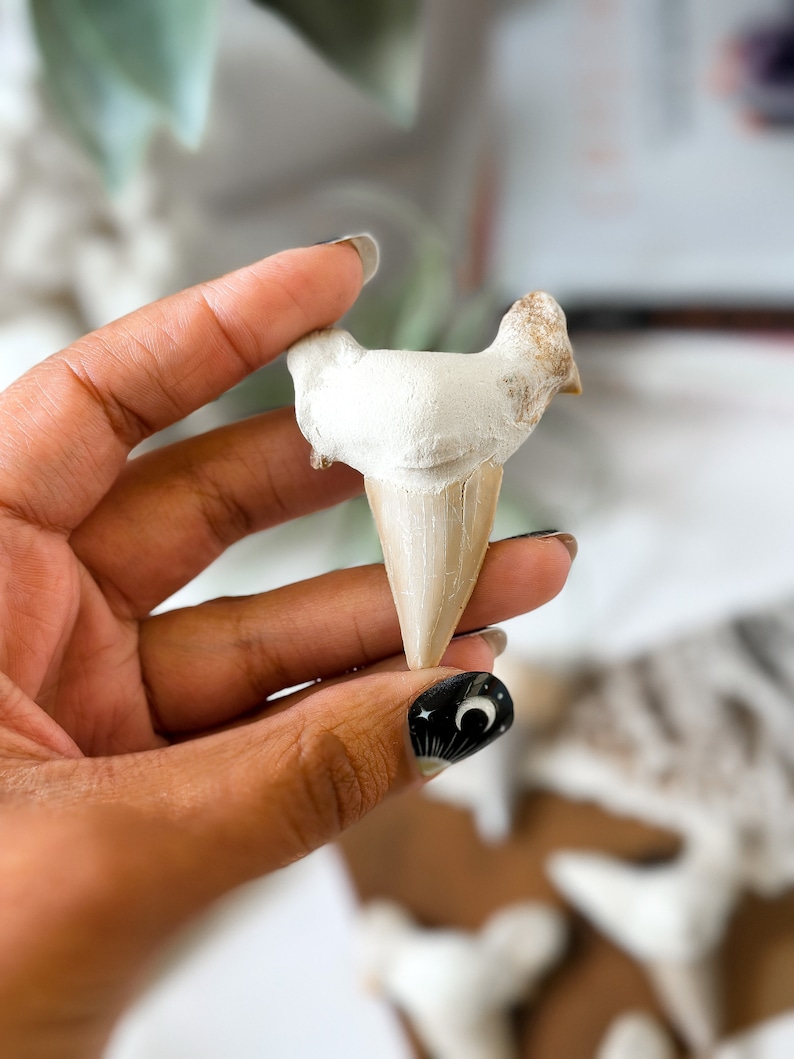 May include: A close-up of a fossilized shark tooth, with a white and brown color scheme. The tooth is being held by a hand with black nail polish.