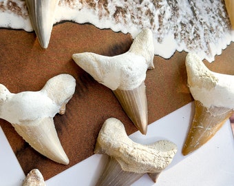 Shark Tooth Fossil: Ancient Megalodon Fossil
