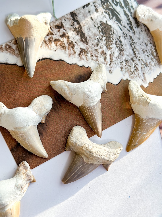 Shark Tooth Fossil: Ancient Megalodon Fossil