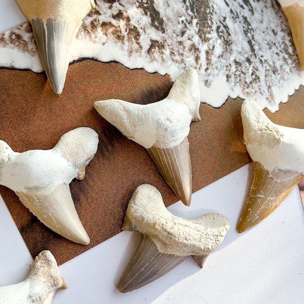 Shark Fossil Teeth, Protection & Strength, Shark Tooth Fossil, Shark Tooth, Shark Fossil Tooth, Shark Fossil