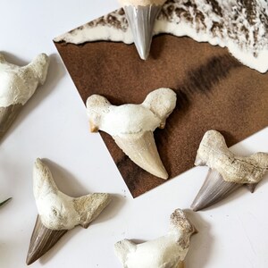 May include: Five fossilized shark teeth on a white surface. The teeth are various sizes and shapes, with a light brown and white color.