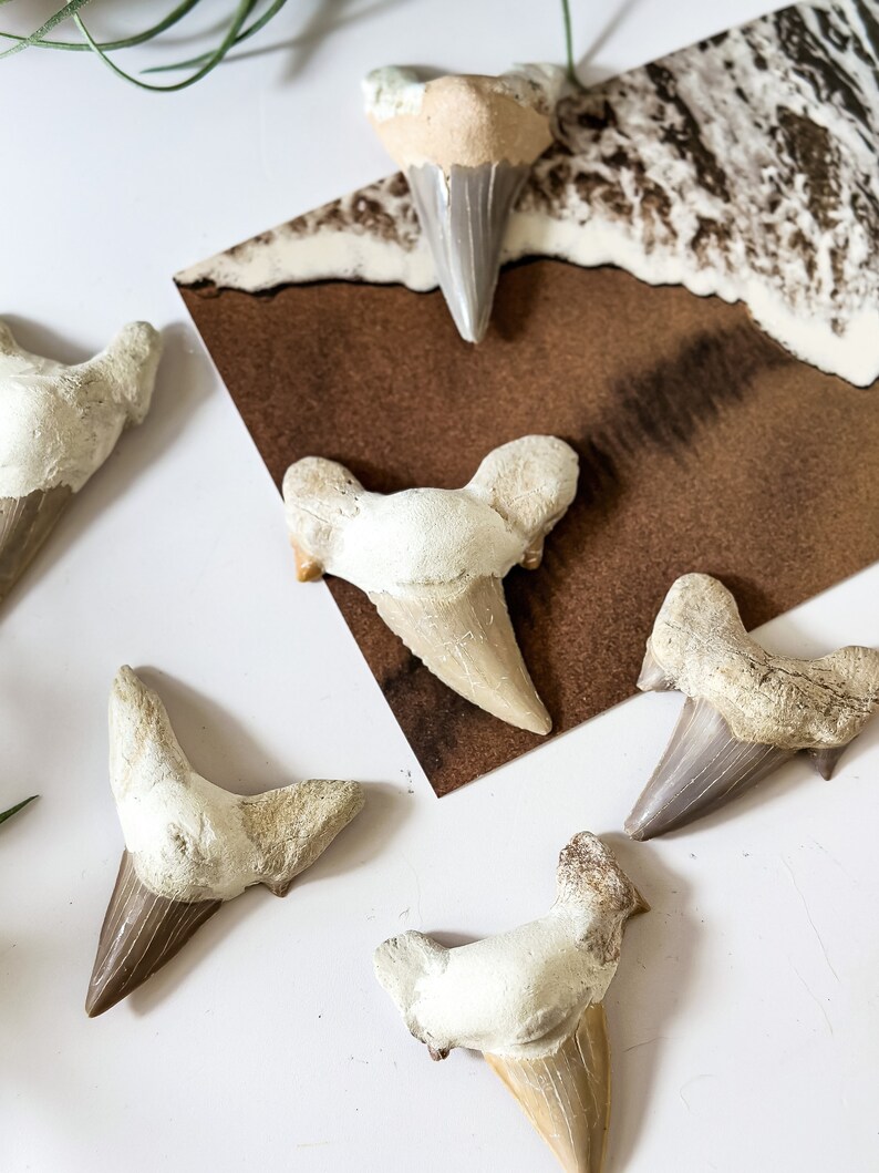 May include: Five fossilized shark teeth on a white surface. The teeth are various sizes and shapes, with a light brown and white color.