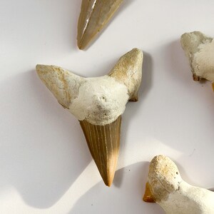 May include: Three fossilized shark teeth, two are triangular and one is a more rounded shape. The teeth are a light brown color with white edges.