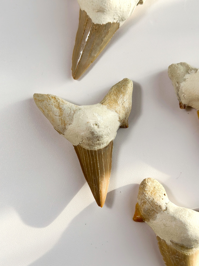May include: Three fossilized shark teeth, two are triangular and one is a more rounded shape. The teeth are a light brown color with white edges.