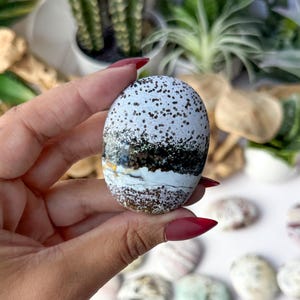 May include: An oval-shaped polished stone featuring a white base with dense brown speckles, a prominent horizontal dark brown to black band across the centre, and a thin white line separating the speckled areas from the dark central mineral layer.
