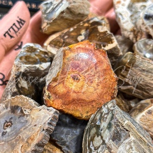 Arizonan Petrified Wood Branch, Raw Petrified Wood, Fossilized Wood, Agatized Wood, Petrified Wood, Raw Fossilized Wood, Raw Agatized Wood