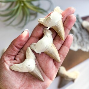 May include: Three fossilized shark teeth, with a cream and brown color, are held in a hand. The teeth are in various sizes and shapes.