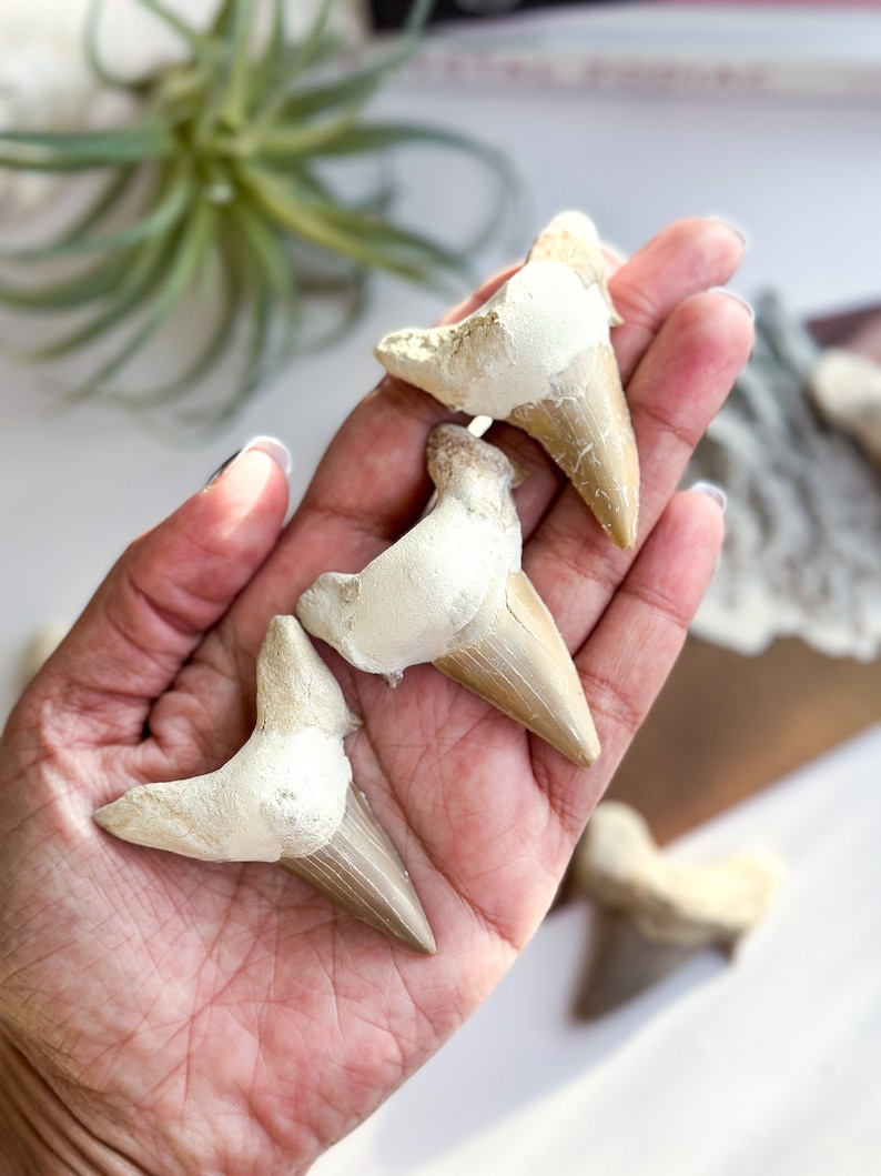 May include: Three fossilized shark teeth, with a cream and brown color, are held in a hand. The teeth are in various sizes and shapes.