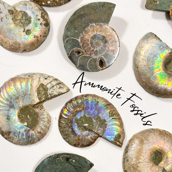 Madagascar Rainbow Ammonite, Half Shell Raw Natural Ammonite Fossil, Iridescent Ammonite, Ammonite Fossil Specimen, Paleontological Snail