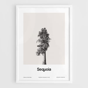 Sequoia National Park Print, Riesenmammutbaum im Riesenwald von Sequoia National Park Poster Wand Kunst Minimalistischer Custom Park Print von Artica